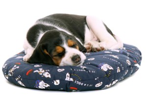 ein Hundekissen als Hundebett Hund liegend auf Hundekissen als Hundebett